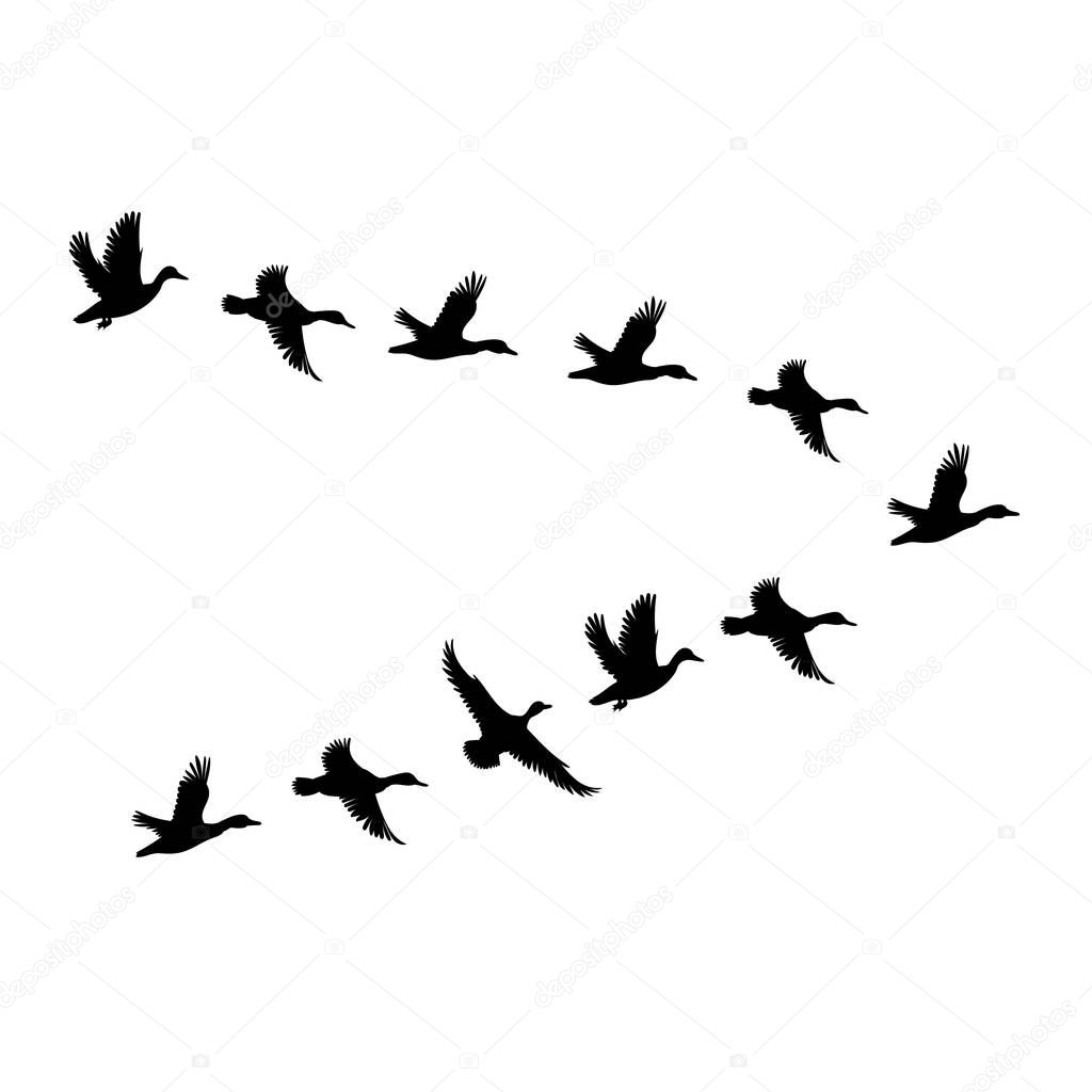 Ducks flying set silhouette isolated