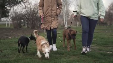 Köpekleriyle parkta yürüyen iki arkadaş. Köpek ve hayvan konsepti