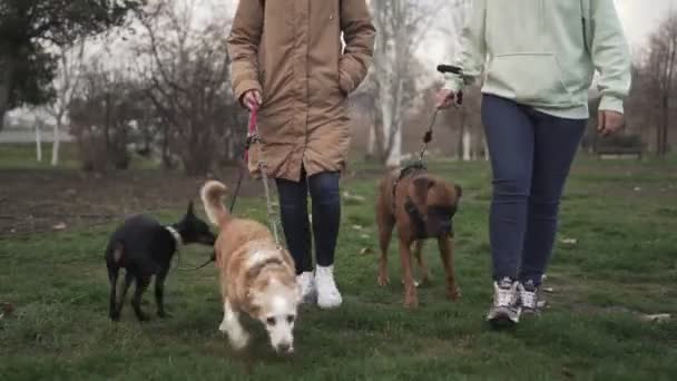 Δύο φίλοι περπατούν σε ένα πάρκο με τα σκυλιά τους. Έννοια σκύλου και κατοικίδιου ζώου — Αρχείο Βίντεο