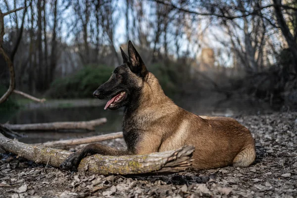 Belgischer Schäferhund malinois liegt auf den Blättern der Bäume — Stockfoto