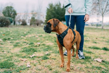 Sahibinin yakaladığı boksör cins bir köpeğin fotoğrafı.
