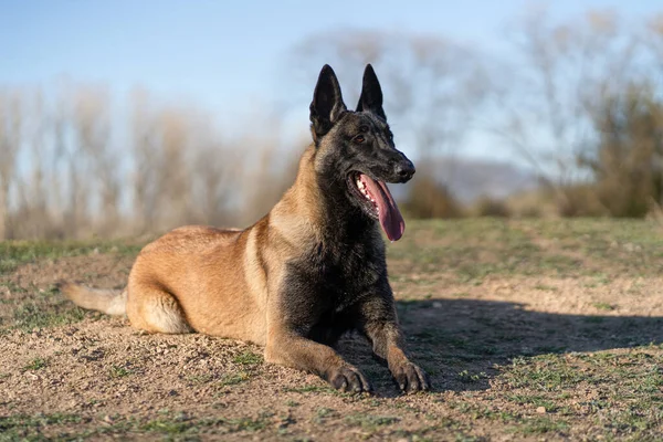 Belçikalı çoban parka uzanmış, dili dışarı bakıyor.