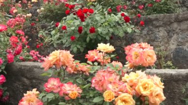 Soluk pembe tırmanma gülleri. Bahçedeki güller. Bahar bahçesindeki güzel kırmızı, sarı, pembe güller. Yaz sabahı bahçesinde güzel gül çalıları parlak yaz günü arka planında. Doğal kırmızı güller arka planı