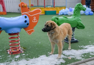 parlak, çocuk evi, yapı, aktif, tırmanış, alan, rahatlama, oyuncaklar, anaokulu, eğlence, güvenlik, neşe, modern, açık hava, zemin, bahçe, bahçe, mutlu, sarı, çocuklar, salıncak, mavi, renk, plastik, oyuncak, oyun, çocuk, boş zaman, çocuk, sl