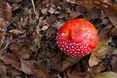 Amanita