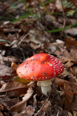 Amanita