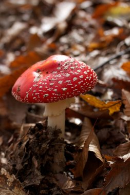 Amanita