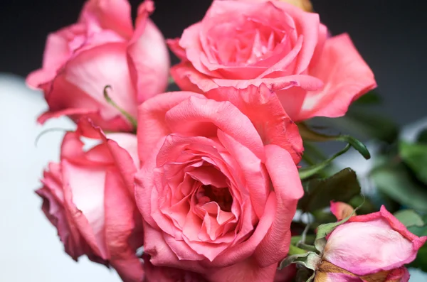 Valentinstag — Stockfoto