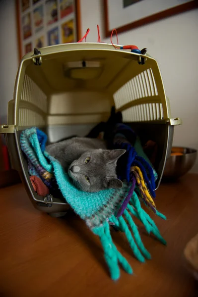 Gato Chartreux — Fotografia de Stock