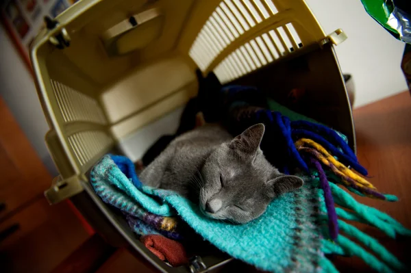 Chartreux gato — Foto de Stock