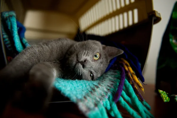 Chartreux gato —  Fotos de Stock