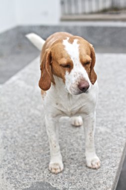 Beagle köpek