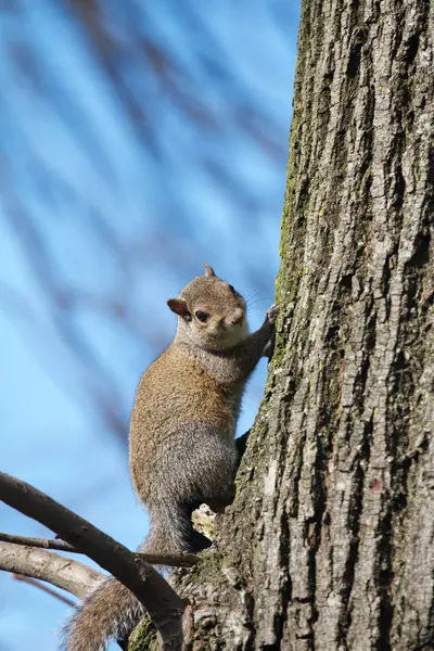 Squirrel — Stock Photo, Image