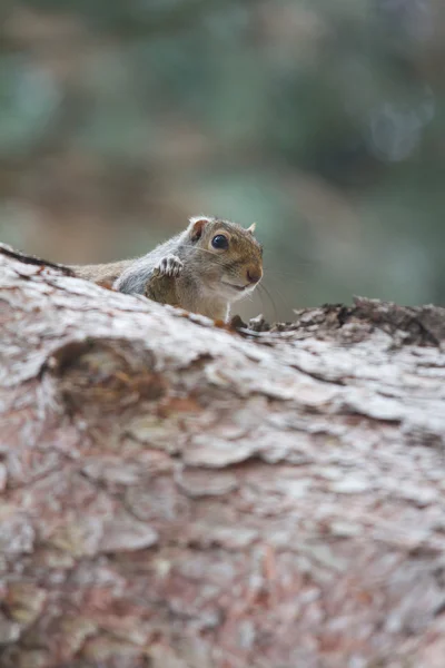 Squirrel — Stock Photo, Image