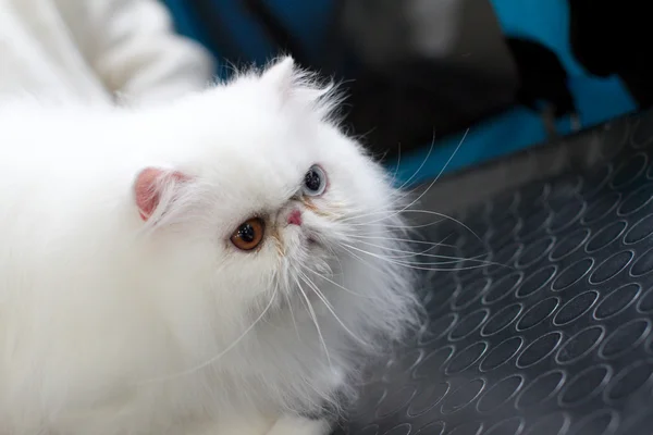 Persisk katt — Stockfoto