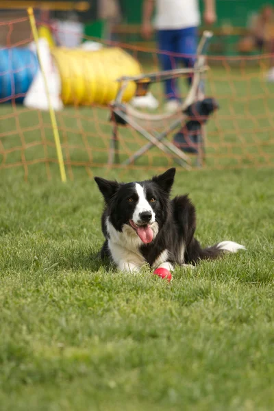 Geschicklichkeitshund — Stockfoto