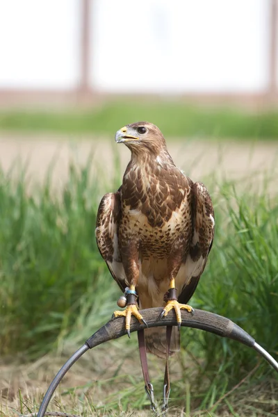 Falconry — Stock Photo, Image