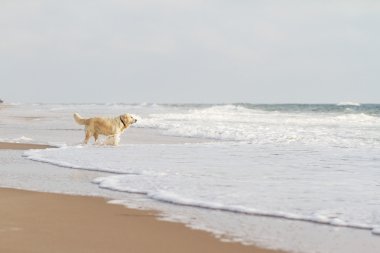 Labrador geri almak