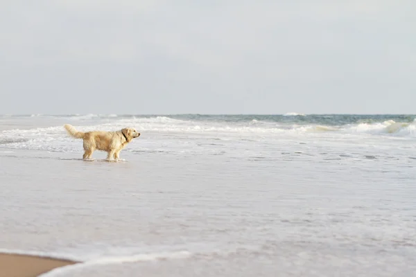 Labrador retriever — Stock Photo, Image