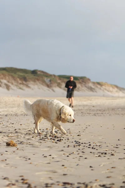 Labrador Retriever — Stockfoto