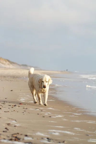 Labrador Retriever — Stockfoto