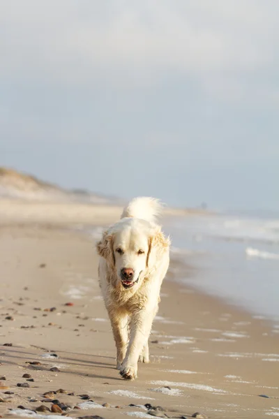 Labrador retriever — Stock Photo, Image