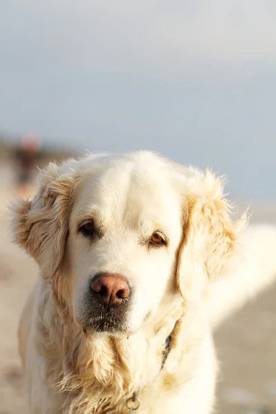 Labrador retriever — Stock Photo, Image