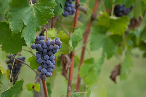 Weinberg — Stockfoto