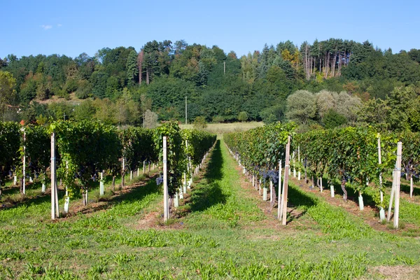 Weinberg — Stockfoto