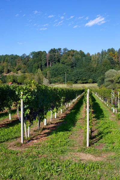 Weinberg — Stockfoto