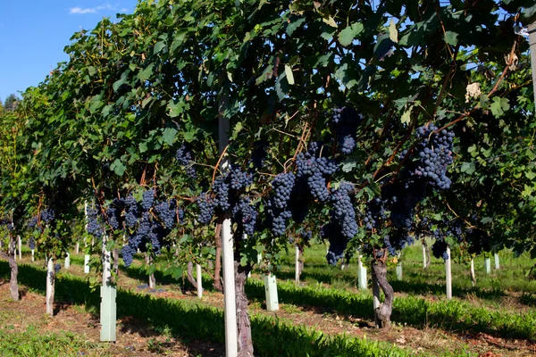 Weinberg — Stockfoto