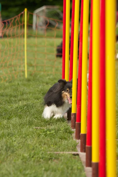 Agility dog — Stock Photo, Image