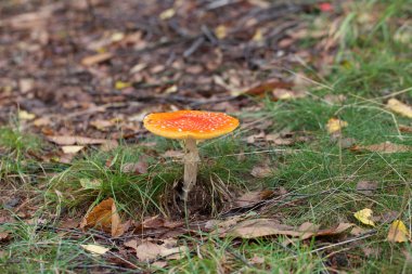 Amanita parcivolvata