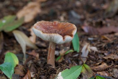 Amanita parcivolvata
