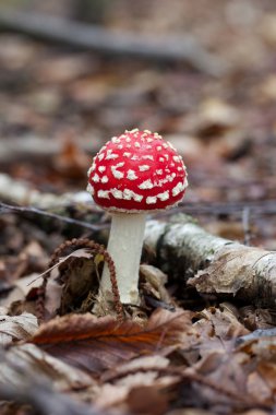 Amanita parcivolvata