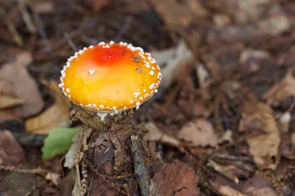 Muchomůrka parcivolvata — Stock fotografie