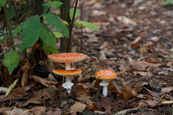 Muchomůrka parcivolvata — Stock fotografie