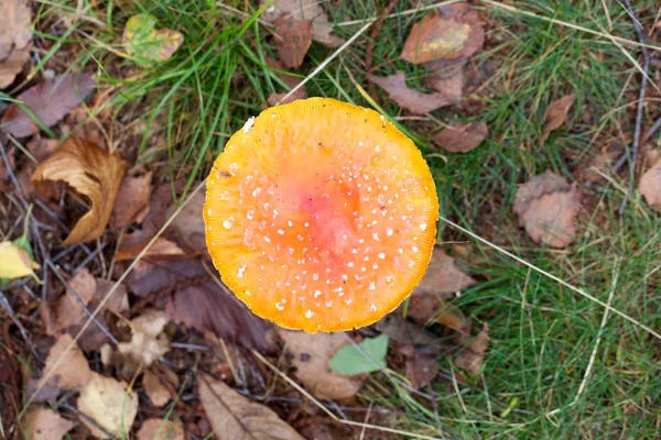 Amanita parcivolvata — Stockfoto