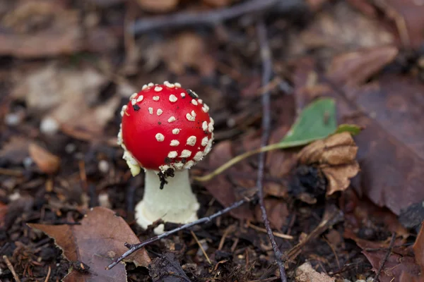 Amanita parcivolvata — Φωτογραφία Αρχείου