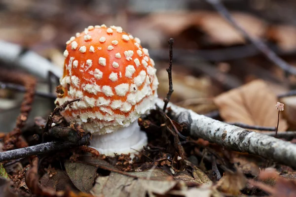 Мухомор parcivolvata — стоковое фото