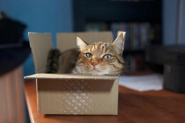 Kutudaki Kedi