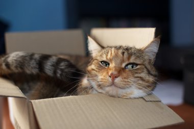Kutudaki Kedi