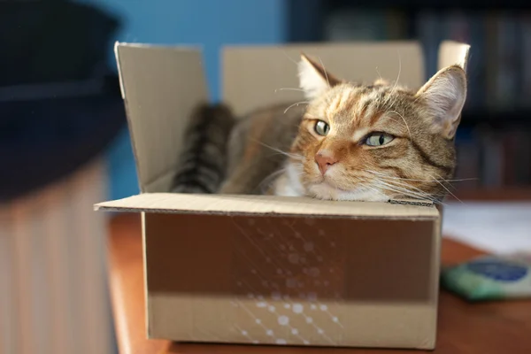 Chat dans une boîte — Photo