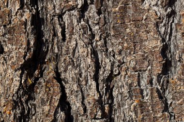 Çam ağacı kabuğu