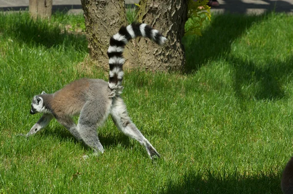 Lemur — Stock Photo, Image