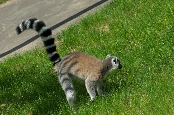 Lemur — Stock Photo, Image