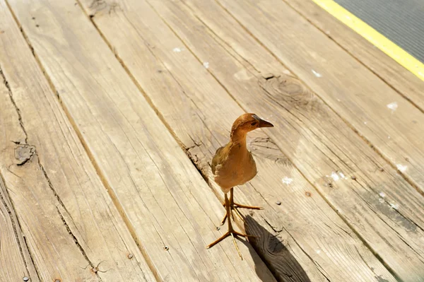 Everglades - Florida — Foto de Stock