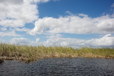 Everglades - Florida