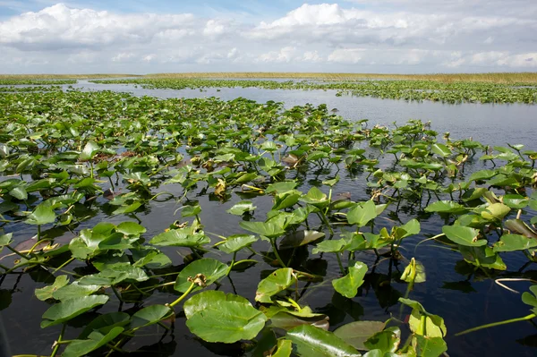 Everglades - Florida — Fotografia de Stock