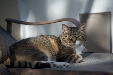 Evde kedi